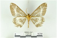 樹形尺蛾藏品圖，第2張