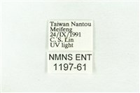 樹形尺蛾藏品圖，第3張