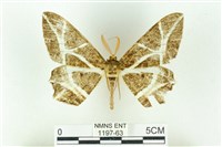 樹形尺蛾藏品圖，第1張