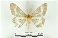 樹形尺蛾藏品圖，第2張