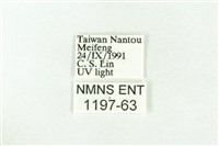 樹形尺蛾藏品圖，第3張