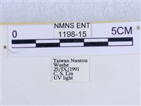 後凸蝶燈蛾藏品圖，第3張