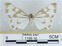 粉蝶燈蛾藏品圖，第1張