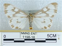 粉蝶燈蛾藏品圖，第2張