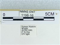 粉蝶燈蛾藏品圖，第3張