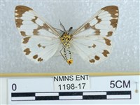 粉蝶燈蛾藏品圖，第2張