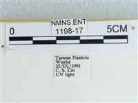 粉蝶燈蛾藏品圖，第3張