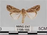 斜紋夜盜蛾藏品圖，第1張