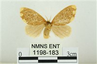 黑翅黃毒蛾藏品圖，第1張