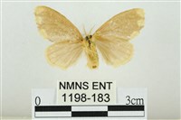 黑翅黃毒蛾藏品圖，第2張