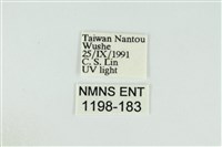 黑翅黃毒蛾藏品圖，第3張