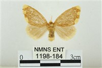 黑翅黃毒蛾藏品圖，第1張