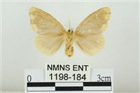 黑翅黃毒蛾藏品圖，第2張