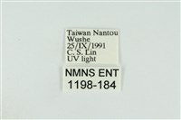 黑翅黃毒蛾藏品圖，第3張