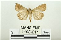 白斑散紋夜蛾藏品圖，第2張