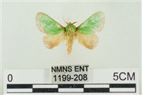 素木綠刺蛾藏品圖，第1張