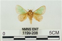 素木綠刺蛾藏品圖，第2張