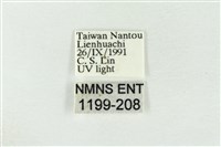 素木綠刺蛾藏品圖，第3張