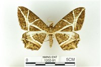 樹形尺蛾藏品圖，第1張