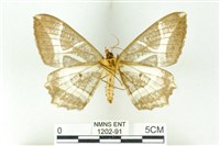 樹形尺蛾藏品圖，第2張