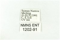 樹形尺蛾藏品圖，第3張