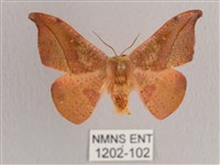 銀端帶鉤蛾藏品圖，第1張