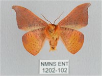 銀端帶鉤蛾藏品圖，第2張