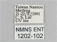 銀端帶鉤蛾藏品圖，第3張