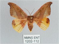 銀端帶鉤蛾藏品圖，第1張