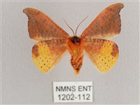 銀端帶鉤蛾藏品圖，第2張