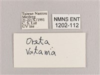 銀端帶鉤蛾藏品圖，第3張