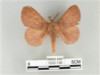 波紋枯葉蛾藏品圖，第1張