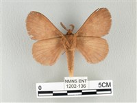 波紋枯葉蛾藏品圖，第2張