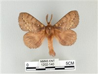 波紋枯葉蛾藏品圖，第1張