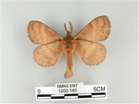 波紋枯葉蛾藏品圖，第2張