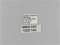 波紋枯葉蛾藏品圖，第3張