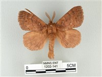 波紋枯葉蛾藏品圖，第1張