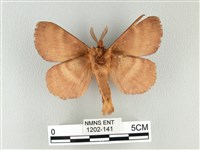 波紋枯葉蛾藏品圖，第2張