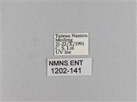 波紋枯葉蛾藏品圖，第3張