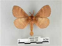 波紋枯葉蛾藏品圖，第2張