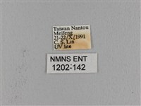 波紋枯葉蛾藏品圖，第3張