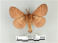 波紋枯葉蛾藏品圖，第2張