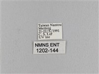 波紋枯葉蛾藏品圖，第3張