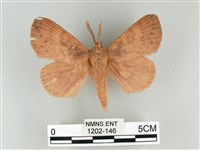 波紋枯葉蛾藏品圖，第1張