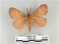 波紋枯葉蛾藏品圖，第2張