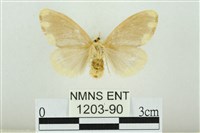 黑翅黃毒蛾藏品圖，第2張