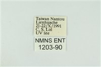 黑翅黃毒蛾藏品圖，第3張