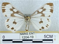 粉蝶燈蛾藏品圖，第2張