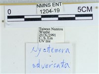 粉蝶燈蛾藏品圖，第3張