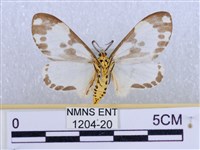 後凸蝶燈蛾藏品圖，第2張